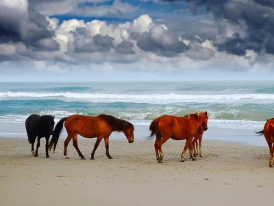 Ngựa hoang Przewalski: Loài cuối cùng trên Trái Đất