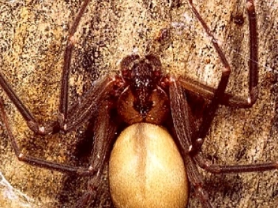 Nhện Nâu Ẩn Dật Loxosceles reclusa: Đặc điểm và Nhận diện