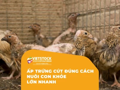 Nhiệt độ ấp trứng cút chuẩn, thời gian bao nhiêu ngày nở?