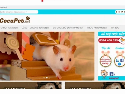 Nơi bán chuột hamster uy tín tại Hà Nội năm 2026