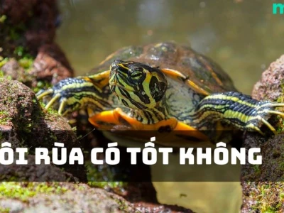 Nuôi rùa trong nhà tốt hay xấu? Những điều cần biết