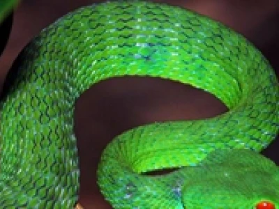 Rắn lục xanh: Đặc điểm, nhận biết và cách xử lý khi gặp phải