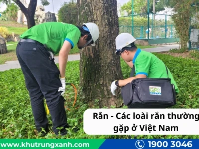 Rắn màu vàng ở Việt Nam: Nhận diện và những điều cần biết