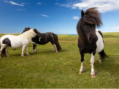Shetland Pony: Khám phá Ngựa Lùn Đáng Yêu Từ Quần Đảo Shetland