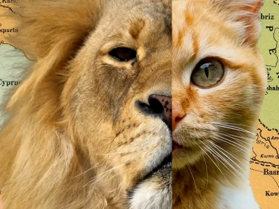 Tabby Cat: Khám phá tiện ích Chrome độc đáo và tính cách đáng yêu