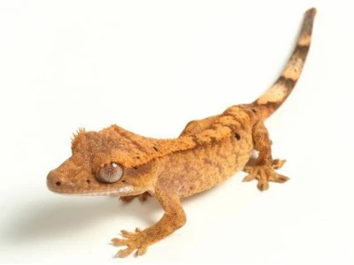 Tắc Kè Mào New Caledonia Khám Phá Thế Giới Reptile Độc Đáo