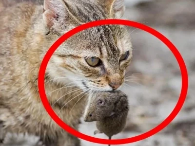 Tại sao mèo thích ăn chuột và những điều cần biết