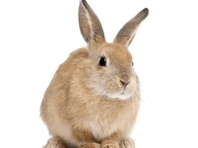 Thỏ Angora Khổng Lồ Nuôi Dưỡng Và Chăm Sóc Đúng Cách