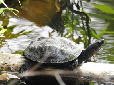 Tìm Hiểu Chi Tiết Về Rùa Ao Trung Quốc (Chinese Pond Turtle)