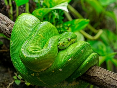 Tìm hiểu về Trăn Cây Xanh (Green Tree Python): Đặc điểm, Môi trường sống và Chăm sóc