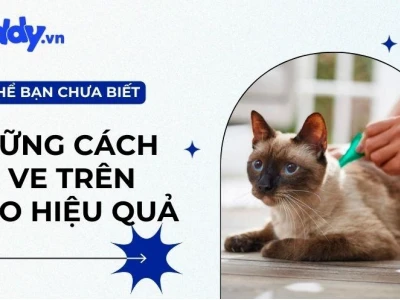 Top 6 cách trị rận cho mèo hiệu quả và an toàn tại nhà