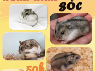 Top các shop bán chuột Hamster uy tín và kinh nghiệm chọn mua
