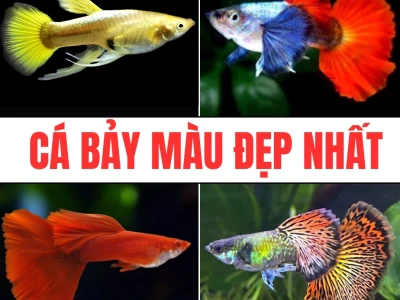 Trại Cá 7 Màu 5k: Khám Phá Thế Giới Cá Cảnh Giá Rẻ Đầy Màu Sắc