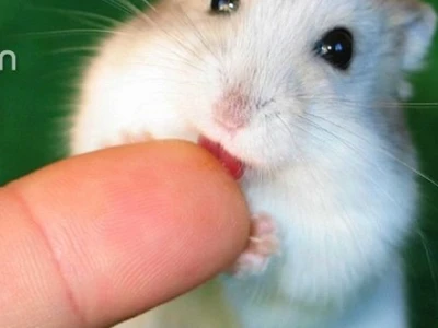 Tuổi thọ trung bình của chuột hamster mắt đỏ và các yếu tố ảnh hưởng