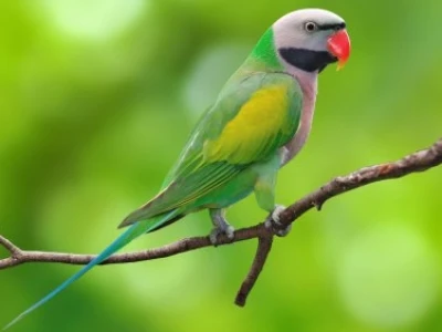 Vẹt Ngực Hồng Chim Cảnh Thông Minh Dễ Thương
