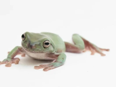 White Tree Frog: Hướng dẫn chăm sóc toàn diện cho thú cưng độc đáo